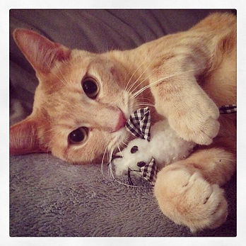 Cat Behaviorist, Cat Training | Los Angeles | The Cat Counselor